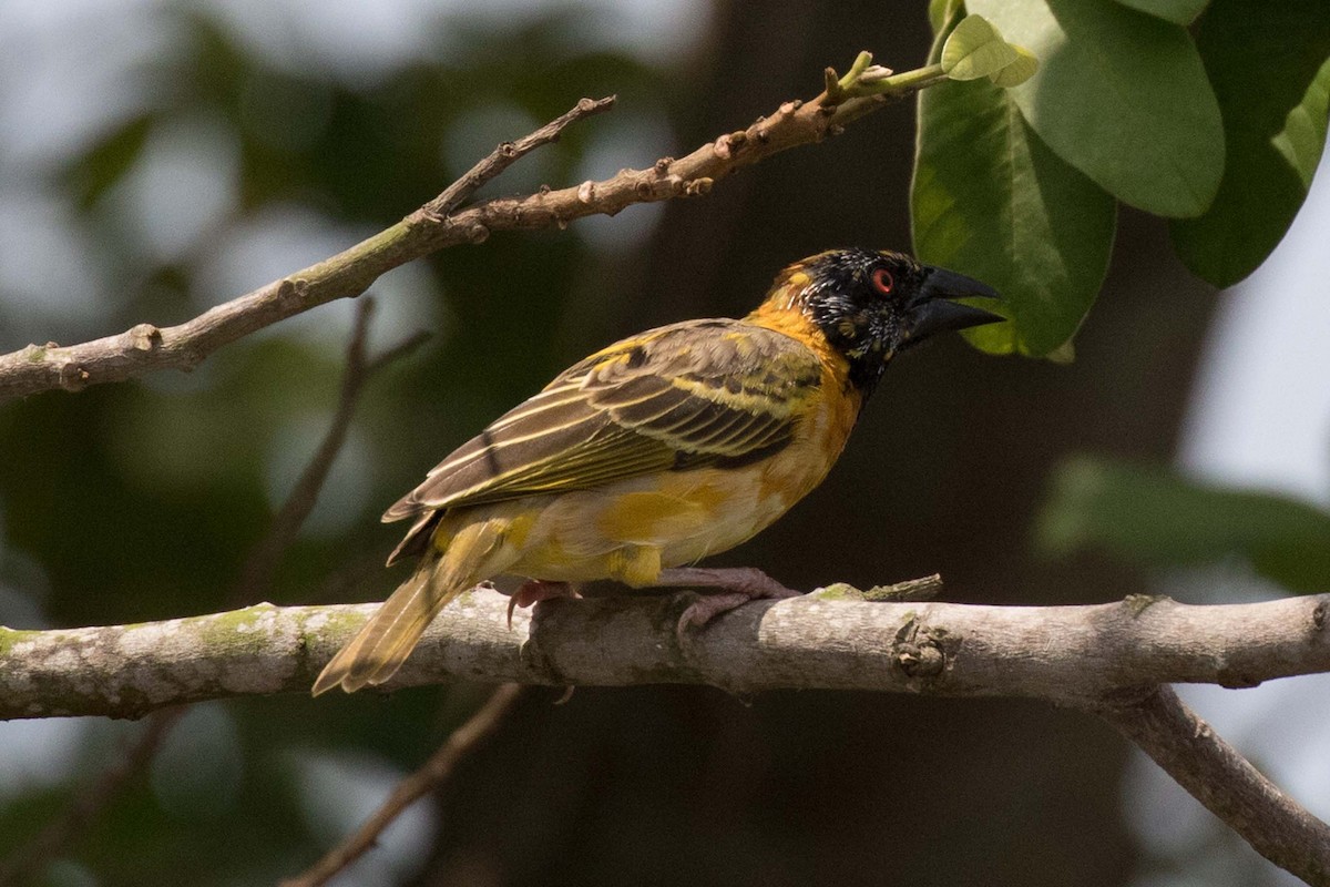 Village Weaver - ML236476091