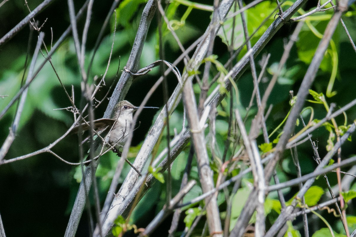 Black-chinned Hummingbird - ML236476581