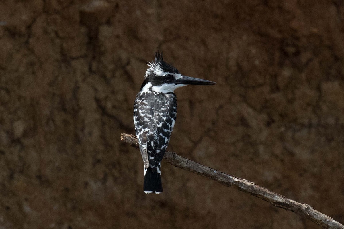 Pied Kingfisher - ML236476901