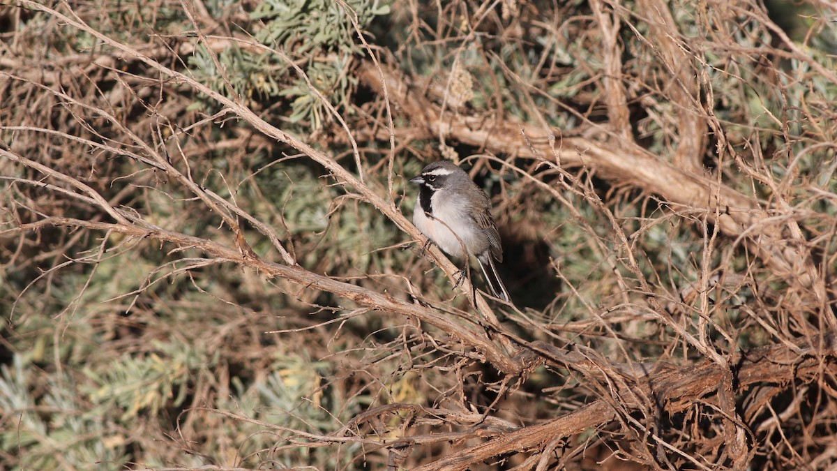 Black-throated Sparrow - ML236478431
