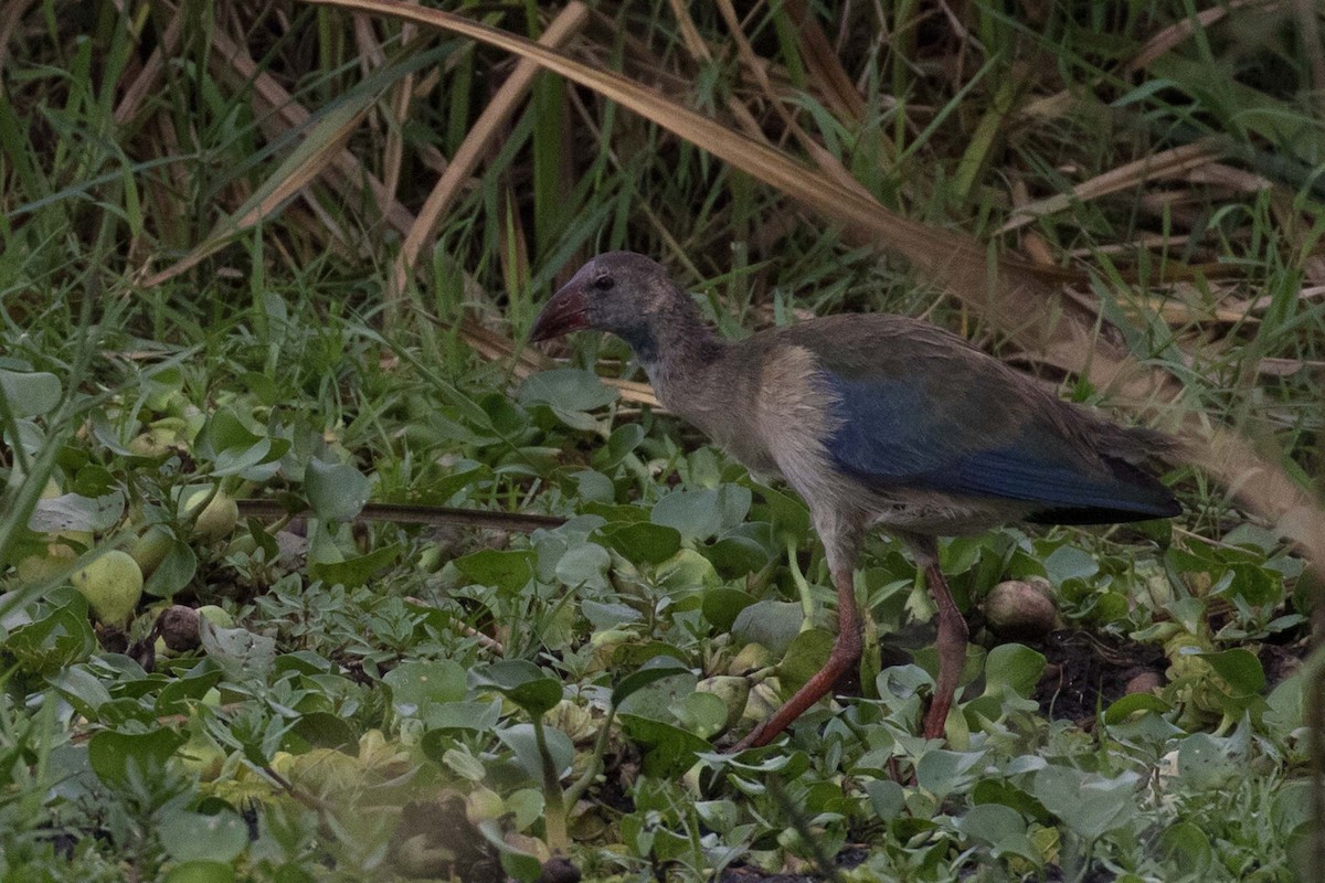 African Swamphen - ML236478891