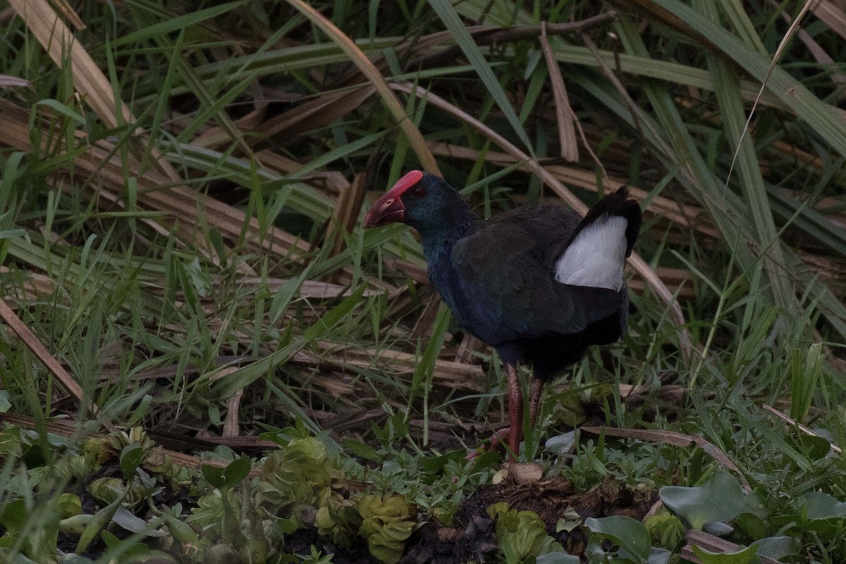 African Swamphen - ML236478951