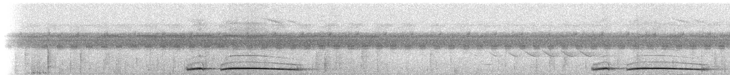 Weißbrustpitta (maxima) - ML236479