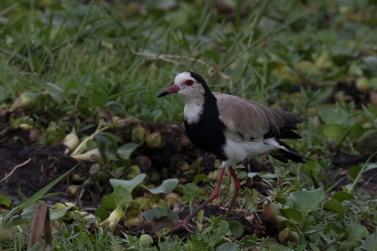 Long-toed Lapwing - ML236479151