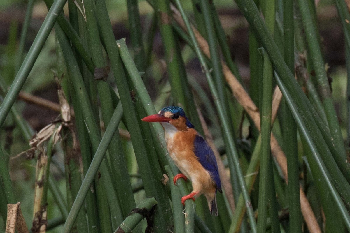 Malachite Kingfisher - ML236479301