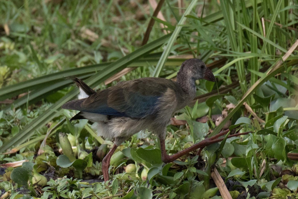 African Swamphen - ML236479331