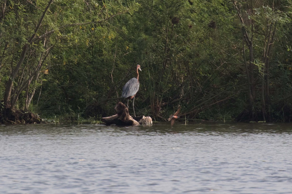 Goliath Heron - Jodi Webber