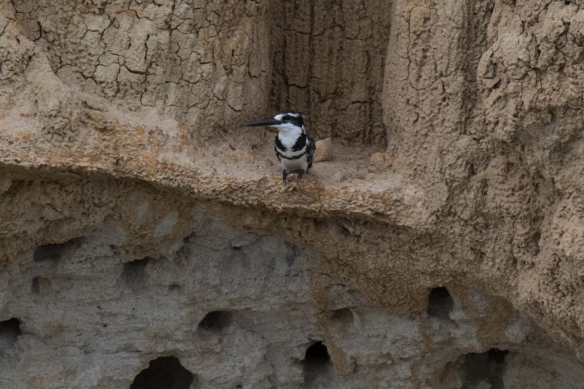 Pied Kingfisher - ML236479501