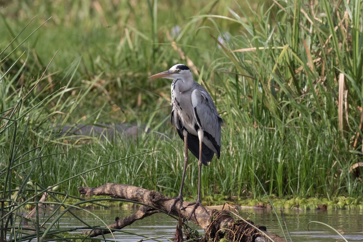 Gray Heron - ML236479611