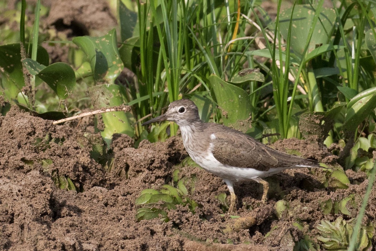 Common Sandpiper - ML236479641