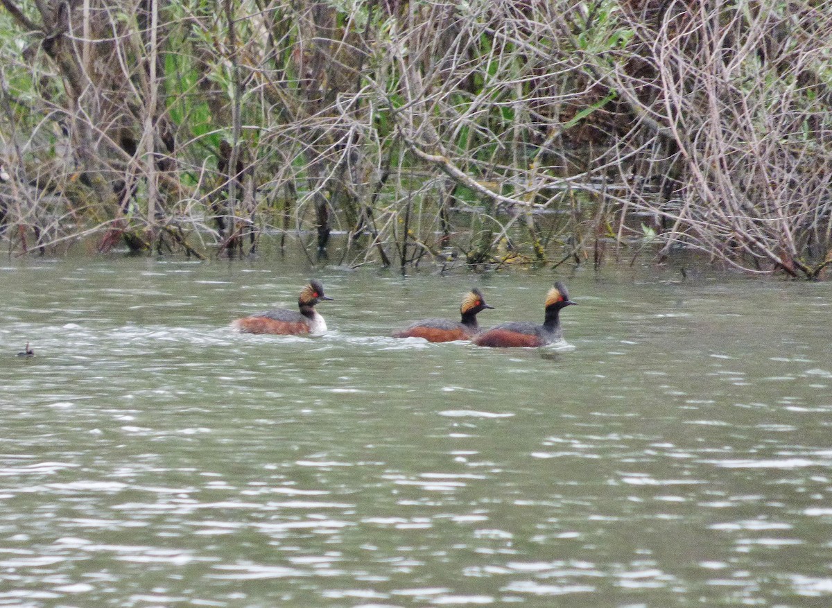 Eared Grebe - Craig Johnson