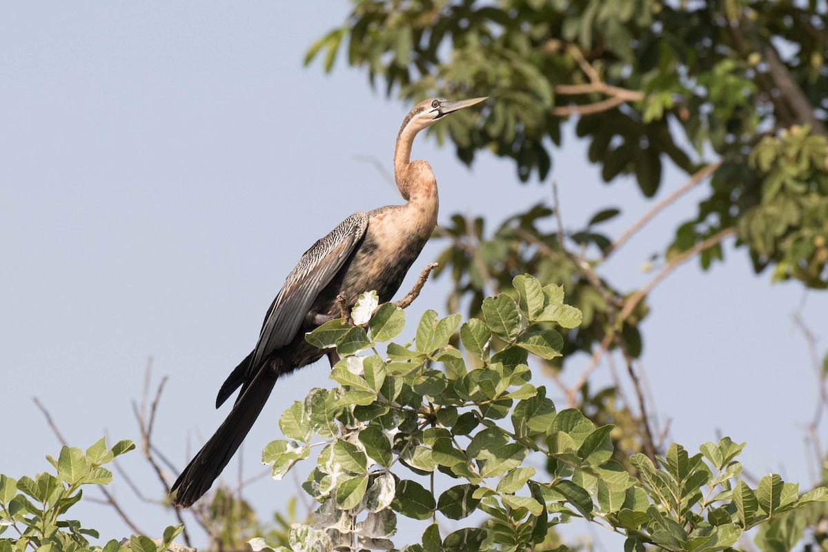 anhinga africká - ML236479701