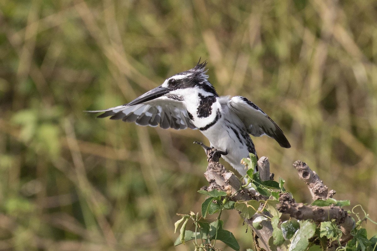 Pied Kingfisher - ML236479861