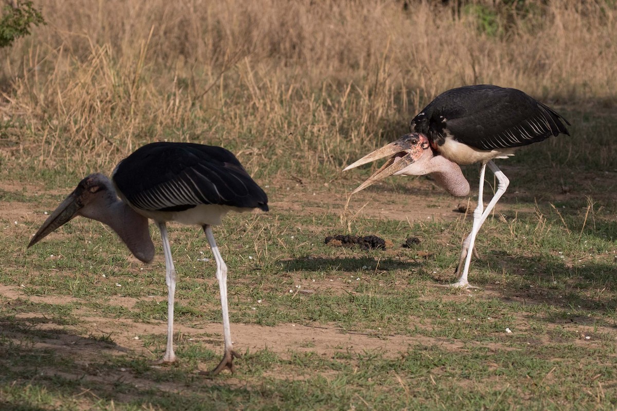 Marabou Stork - Jodi Webber