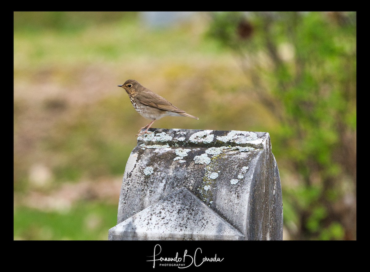 Swainson's Thrush - ML236483381