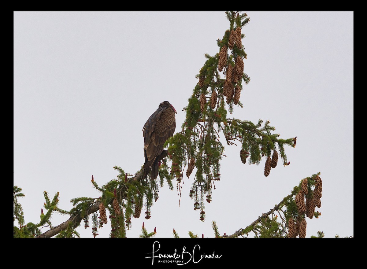 Turkey Vulture - ML236483481