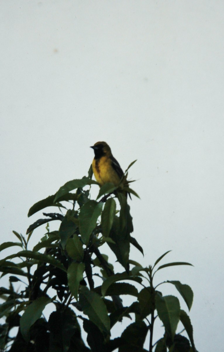 Orchard Oriole - Jim Stasz