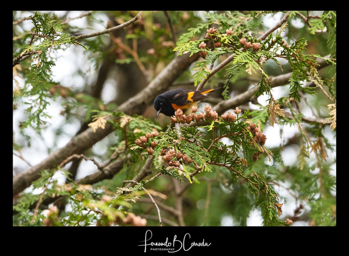 American Redstart - ML236483541