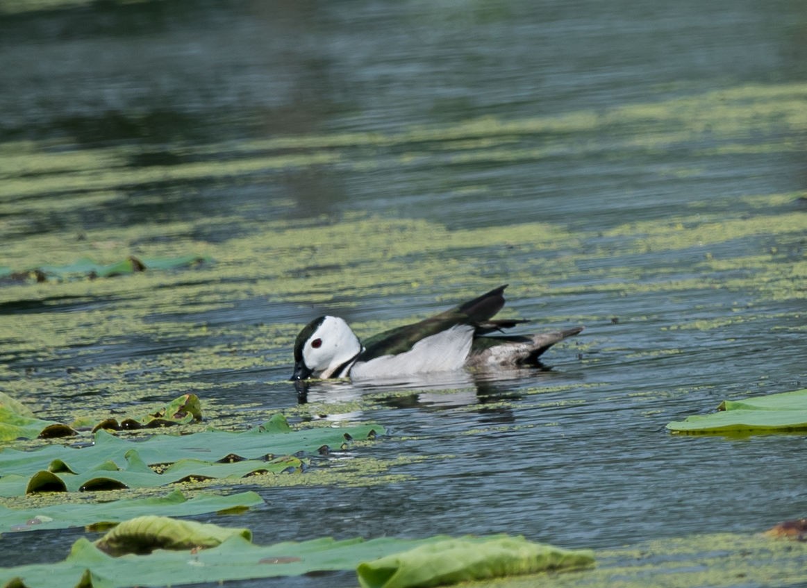 Cotton Pygmy-Goose - ML236484531