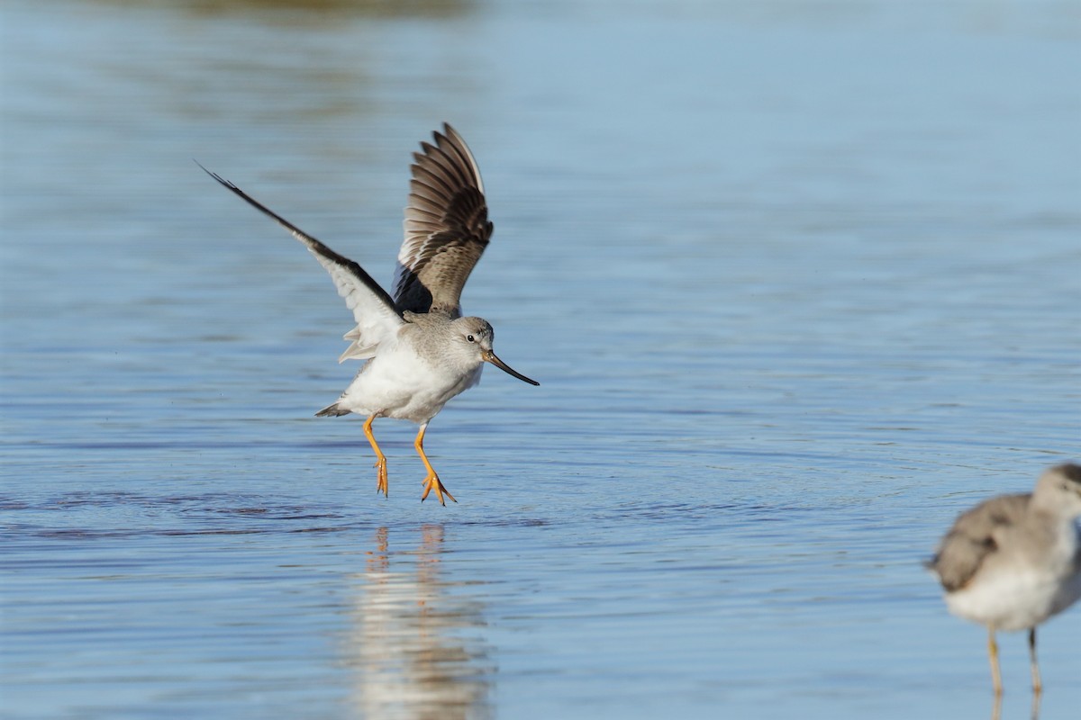 Terek Sandpiper - ML236485171