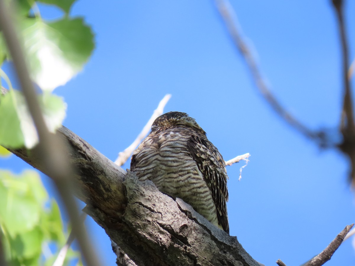 Common Nighthawk - N Smith