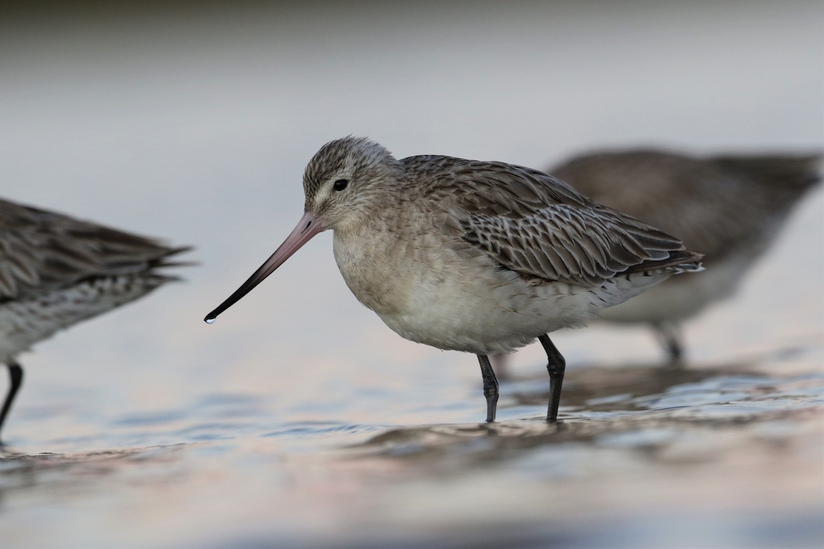 Bar-tailed Godwit - ML236485571