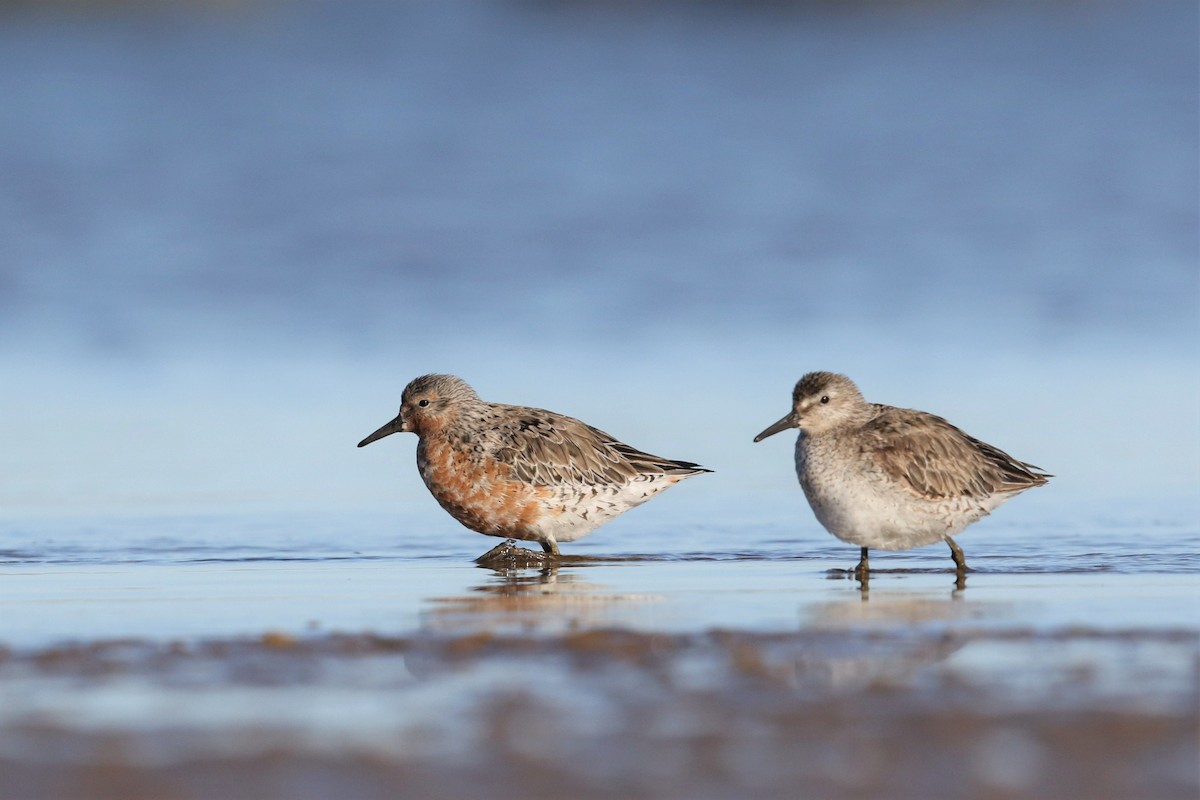 Red Knot - ML236485921