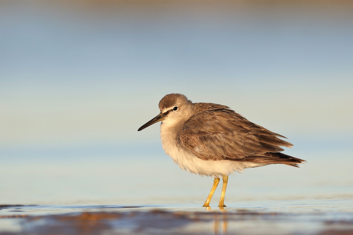 Gray-tailed Tattler - ML236485951