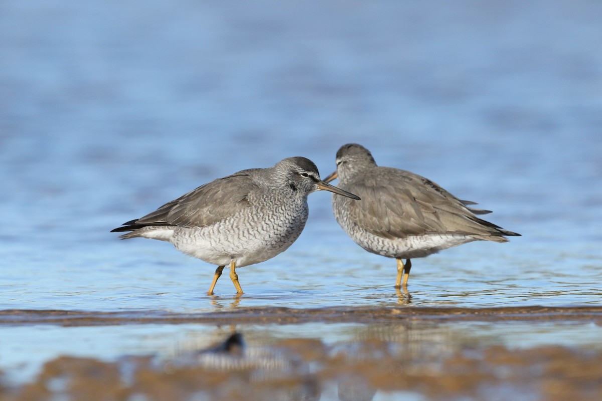 Gray-tailed Tattler - ML236485981