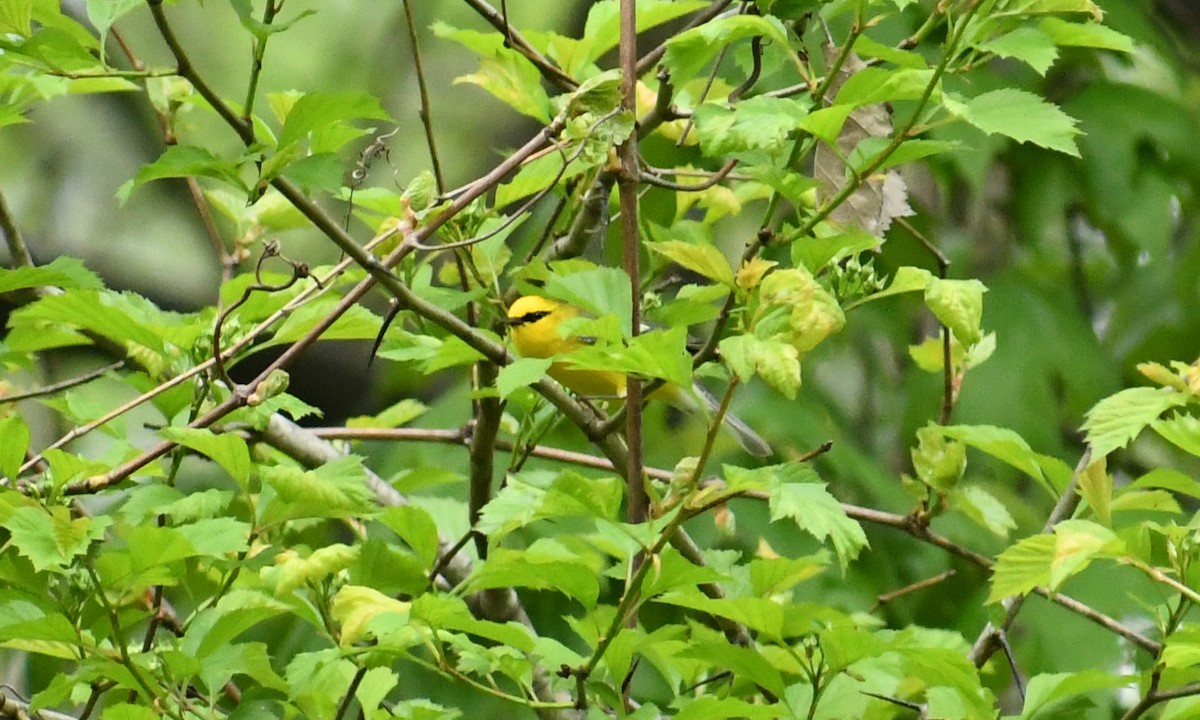 Blauflügel-Waldsänger - ML236487301