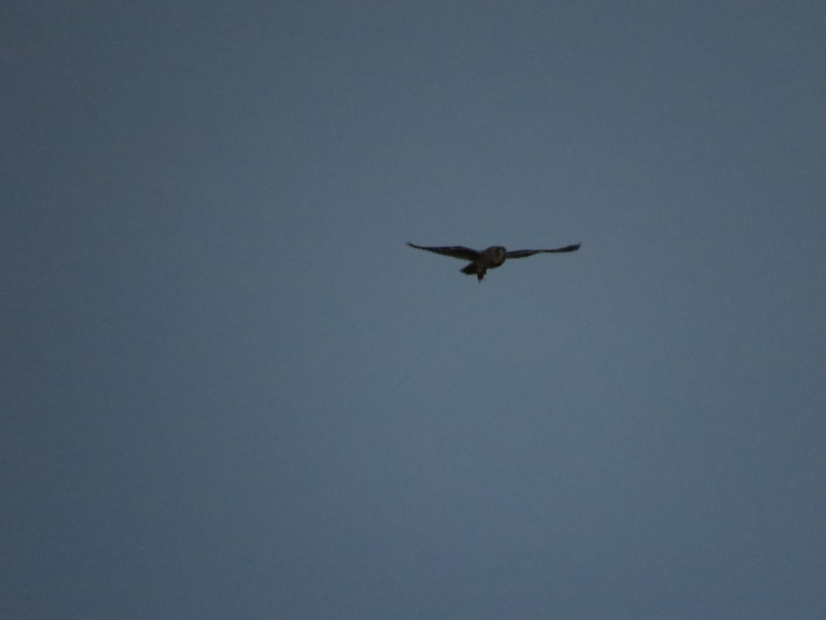 Long-eared Owl - ML236487381