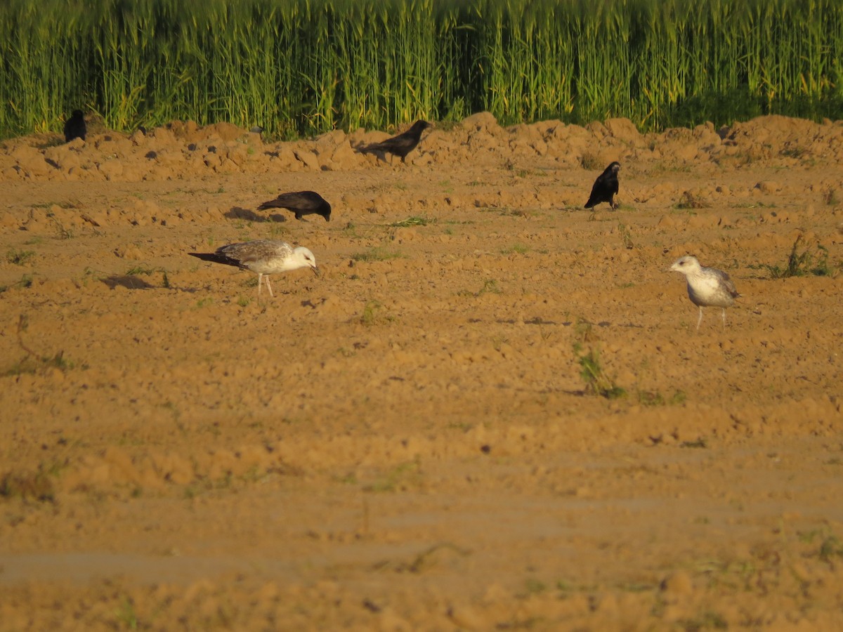 Lesser Black-backed Gull - ML236487421