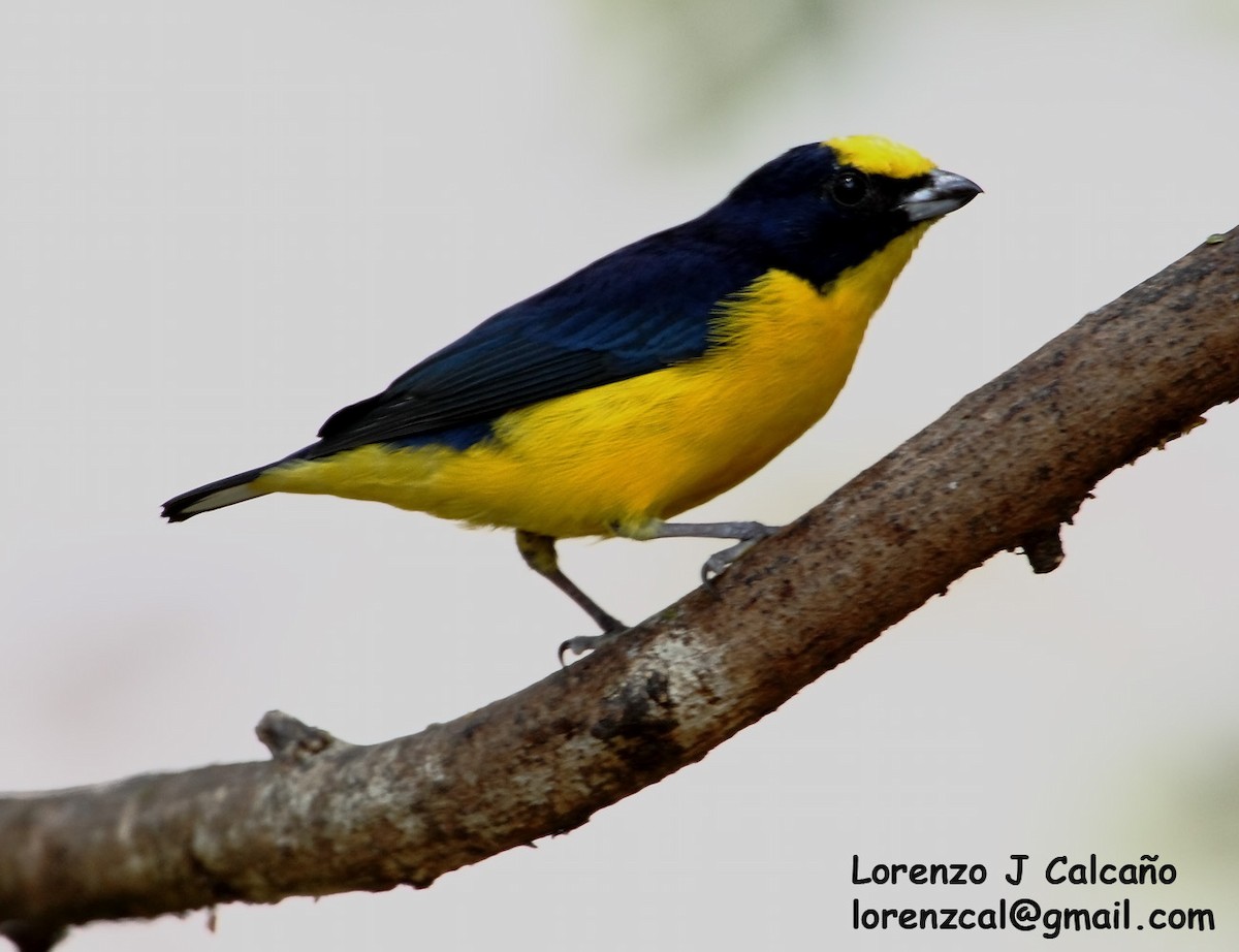 Thick-billed Euphonia - ML236487661