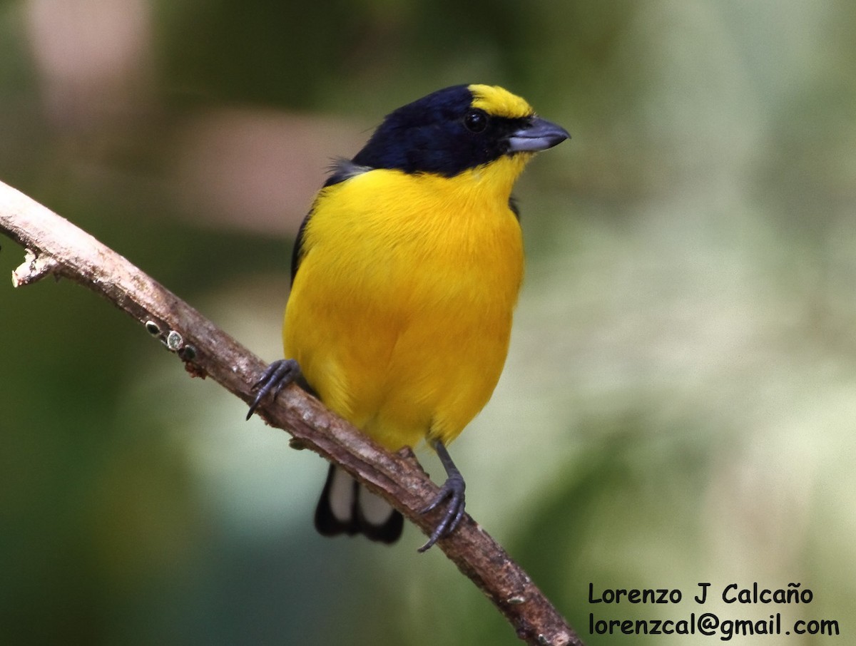 Thick-billed Euphonia - ML236487691