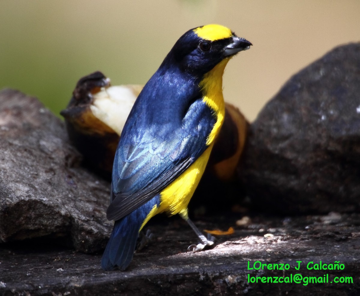 Thick-billed Euphonia - ML236487731