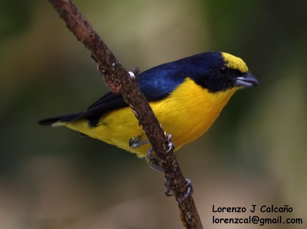 Thick-billed Euphonia - ML236487751