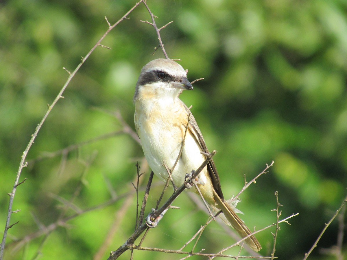 Brown Shrike (Brown) - Brett Whitfield