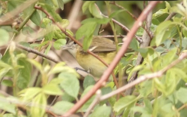 Bell's Vireo - ML236489371