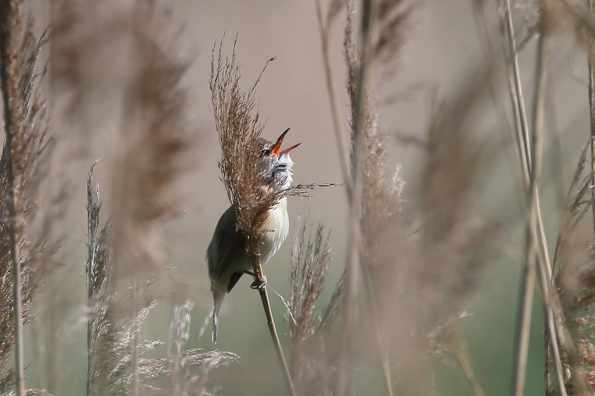 Great Reed Warbler - ML236489481