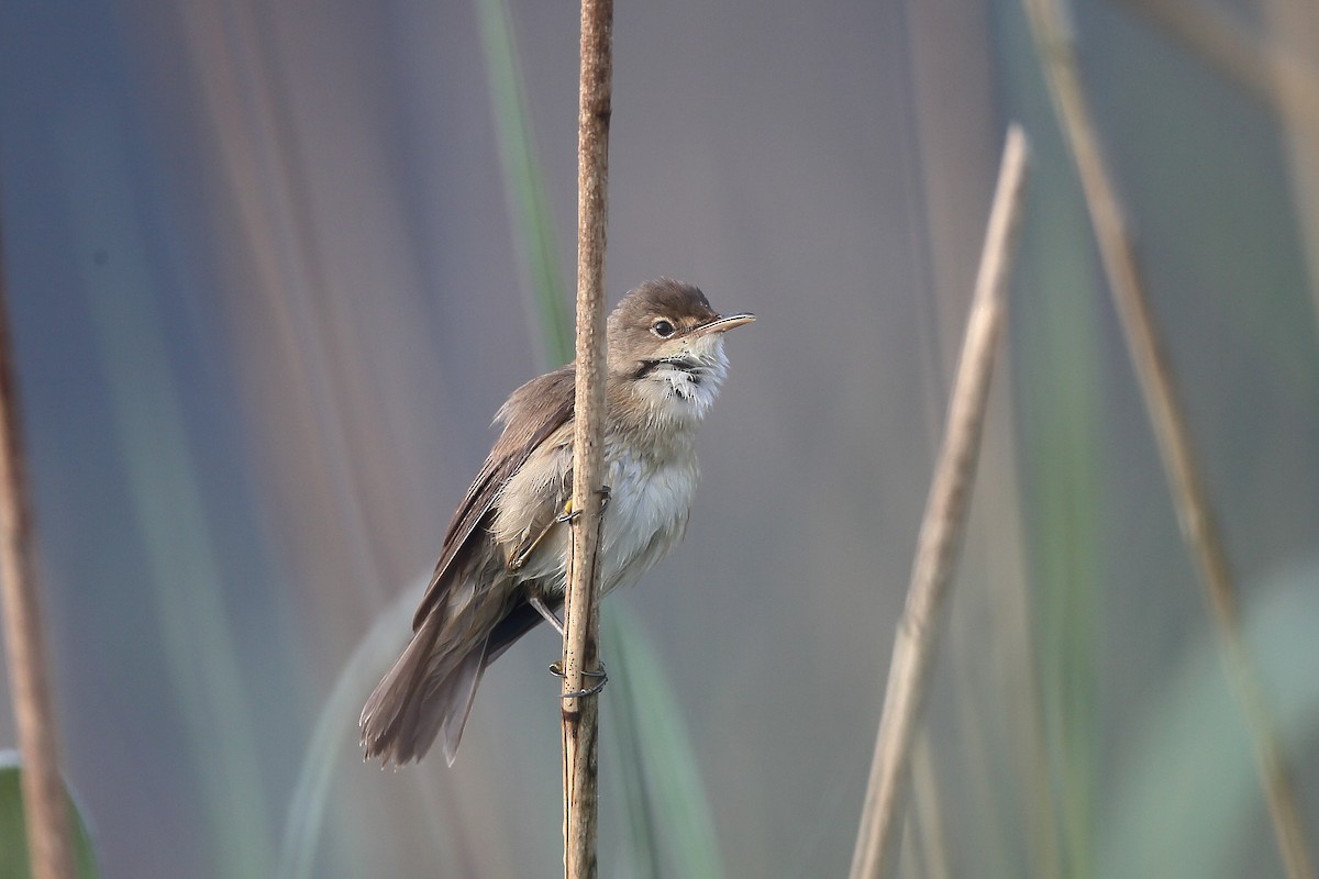 Common Reed Warbler - ML236489491