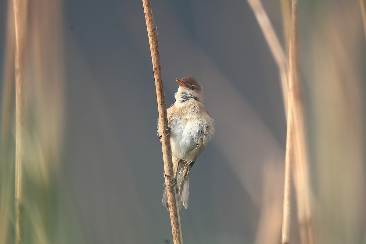 Common Reed Warbler - ML236489501