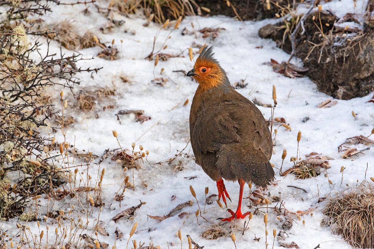 Blood Pheasant - ML236490591