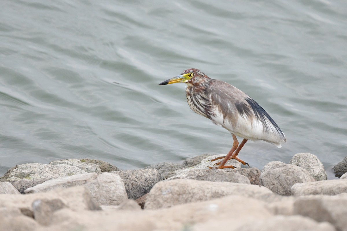 Chinese Pond-Heron - ML236490791