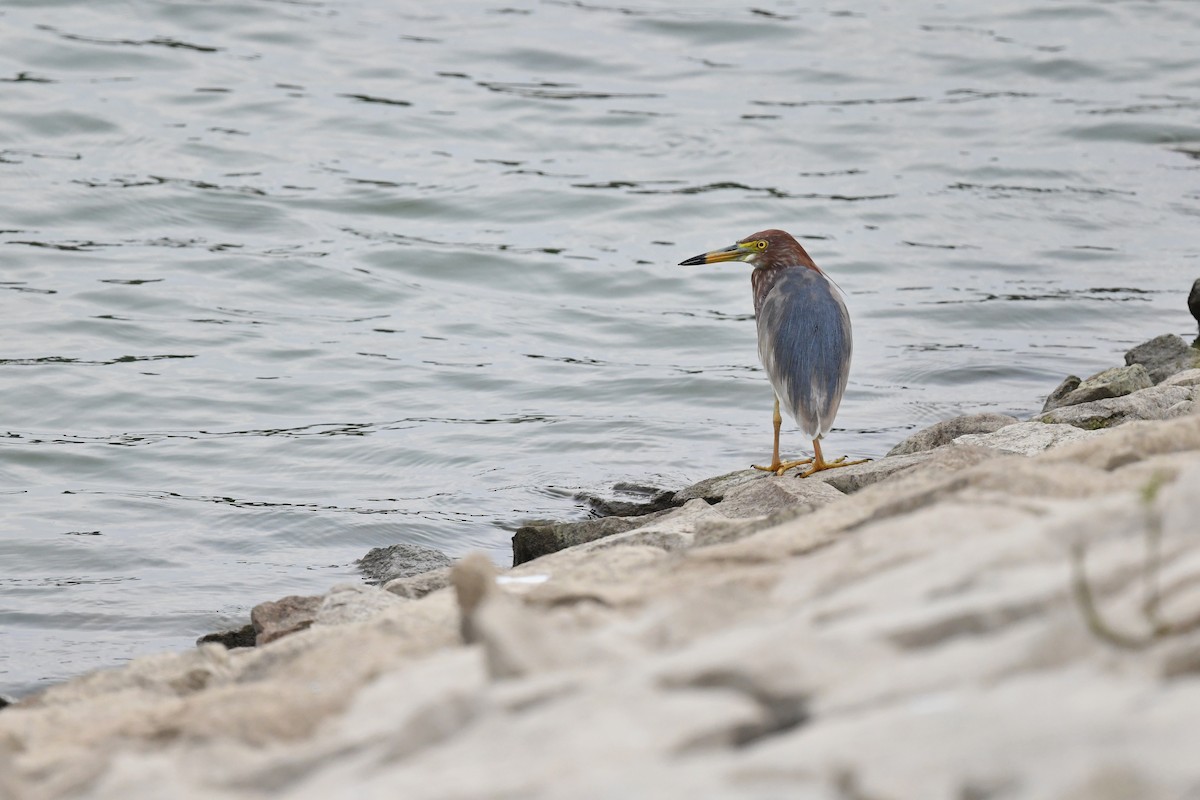 Chinese Pond-Heron - ML236491201