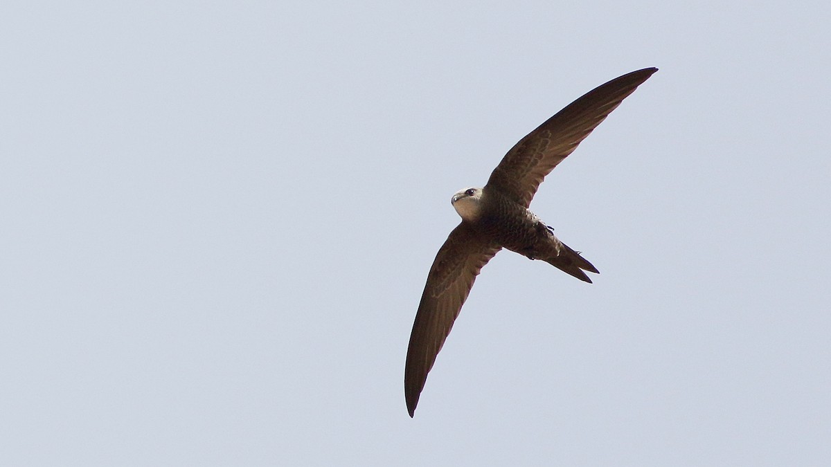 Pallid Swift - Tuncer Tozsin