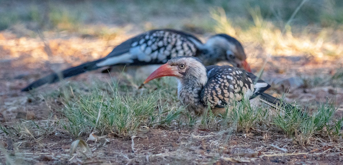 Southern Red-billed Hornbill - ML236492001