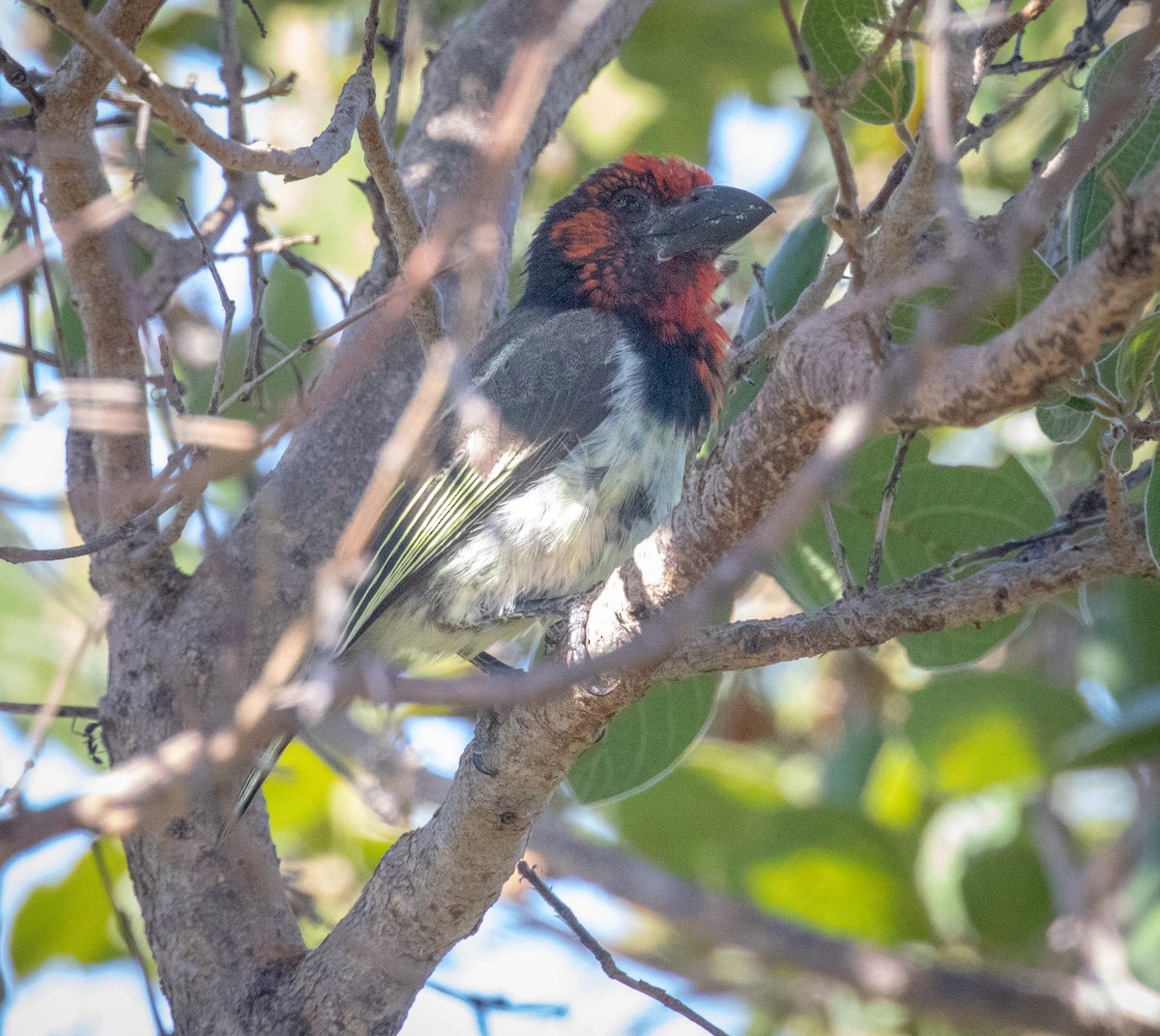 Black-collared Barbet - Tanya Hattingh