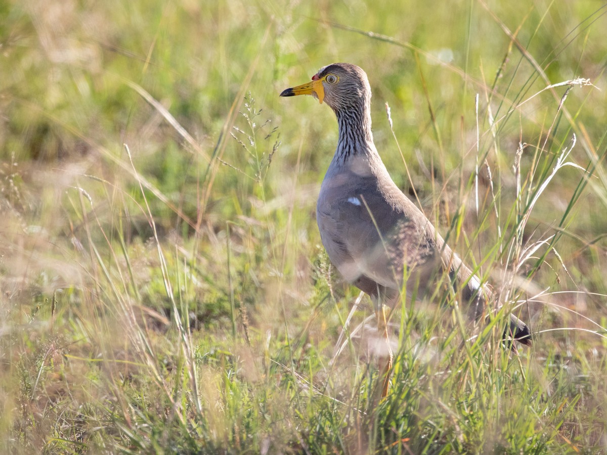 Wattled Lapwing - ML236492071