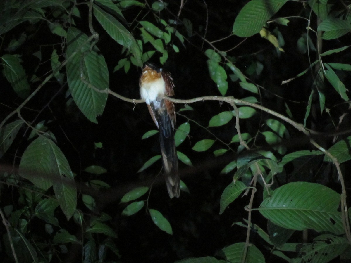 Chestnut-winged Cuckoo - ML236492511