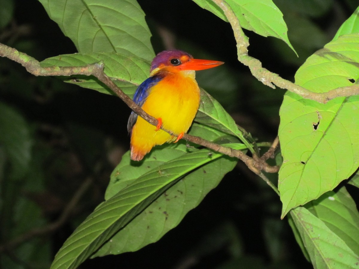 Rufous-backed Dwarf-Kingfisher - ML236492571